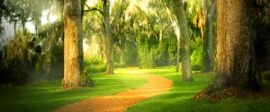 golden path in the woods with dappled sun painting